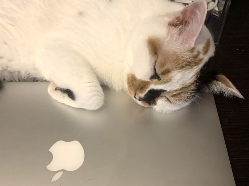 パソコンで眠る猫ちゃん